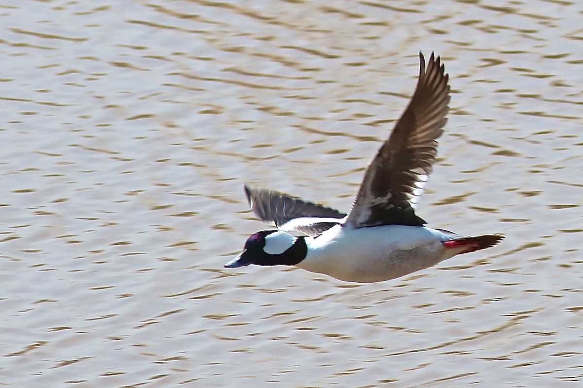 Bufflehead - ML558258341