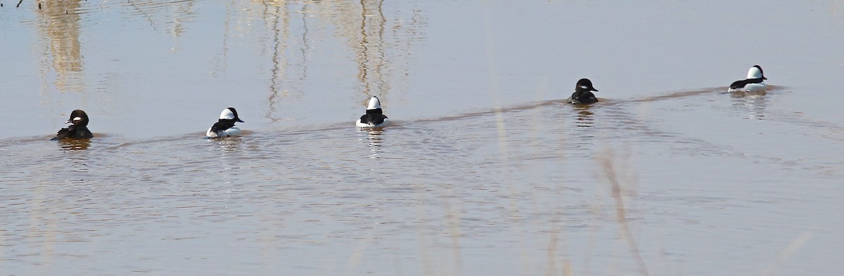 Bufflehead - ML558258601