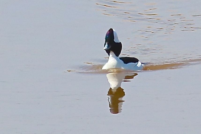 Bufflehead - Ron and Linda (Tozer) Johnston