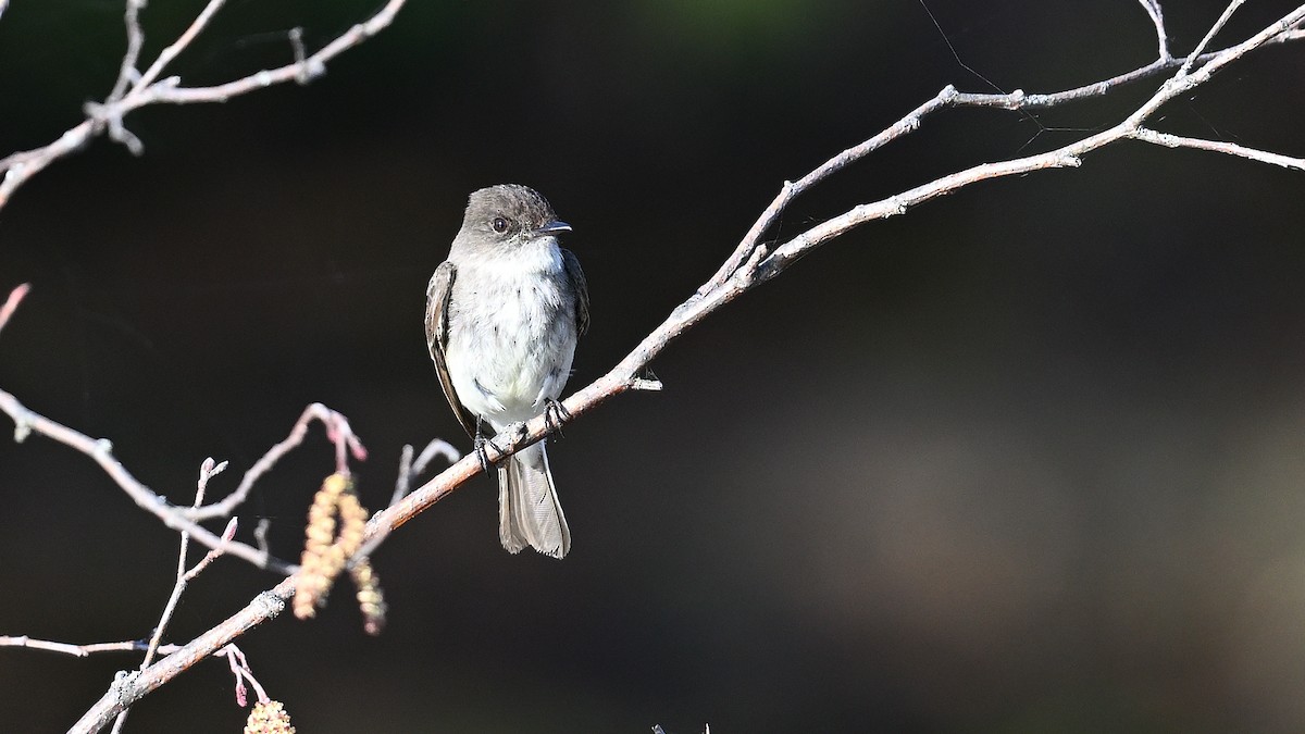 Eastern Phoebe - Dinu Bandyopadhyay