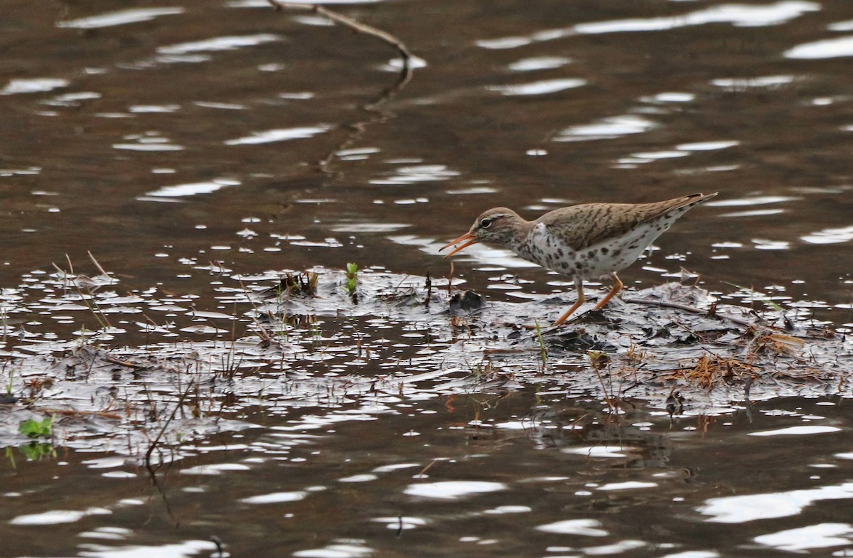 Spotted Sandpiper - ML558258851