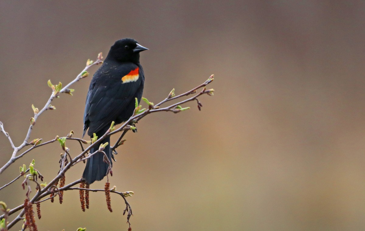 Red-winged Blackbird - ML558259051