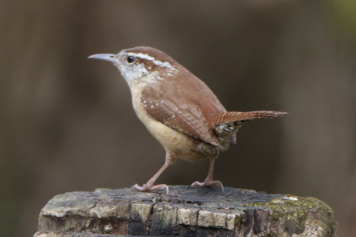 Carolina Wren - ML558259171