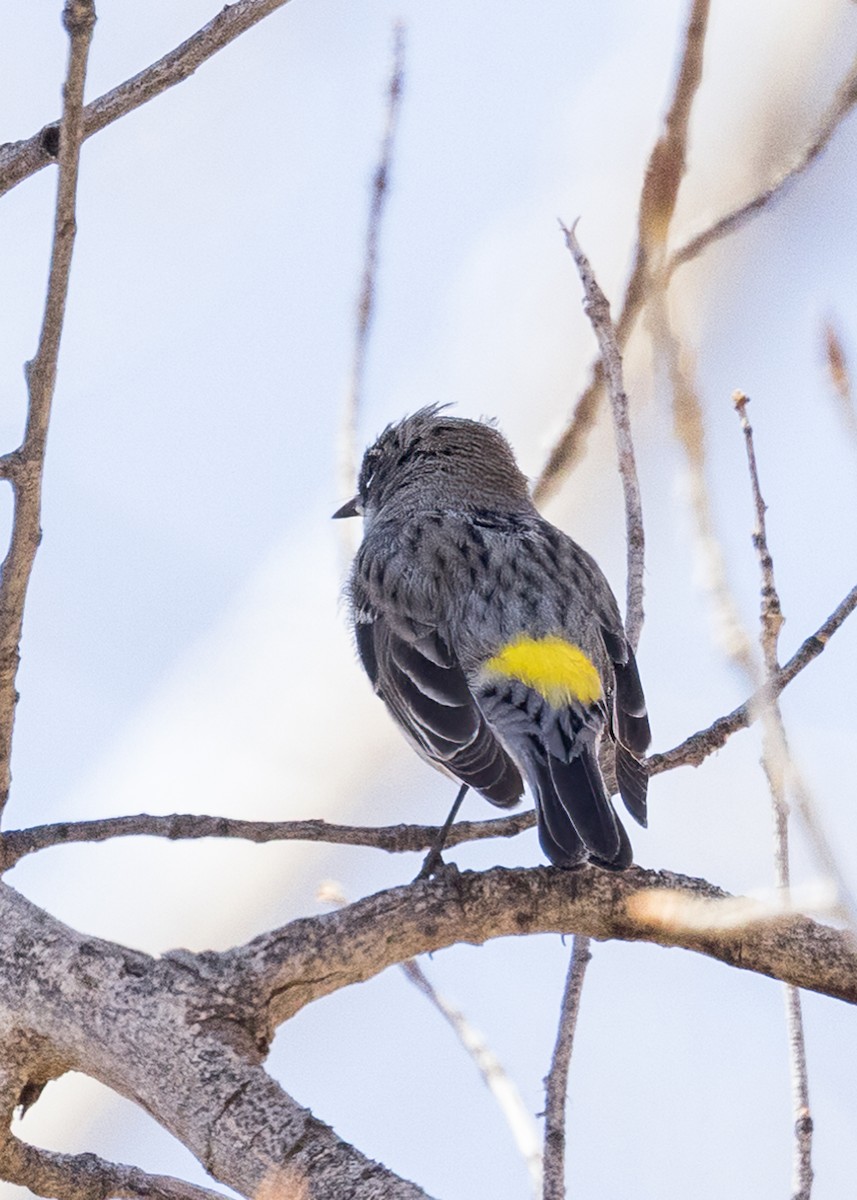 Yellow-rumped Warbler - ML558259881