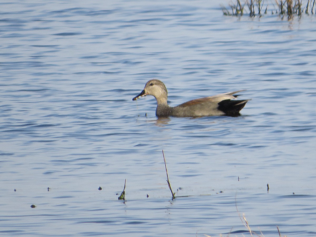 Gadwall - ML558260451