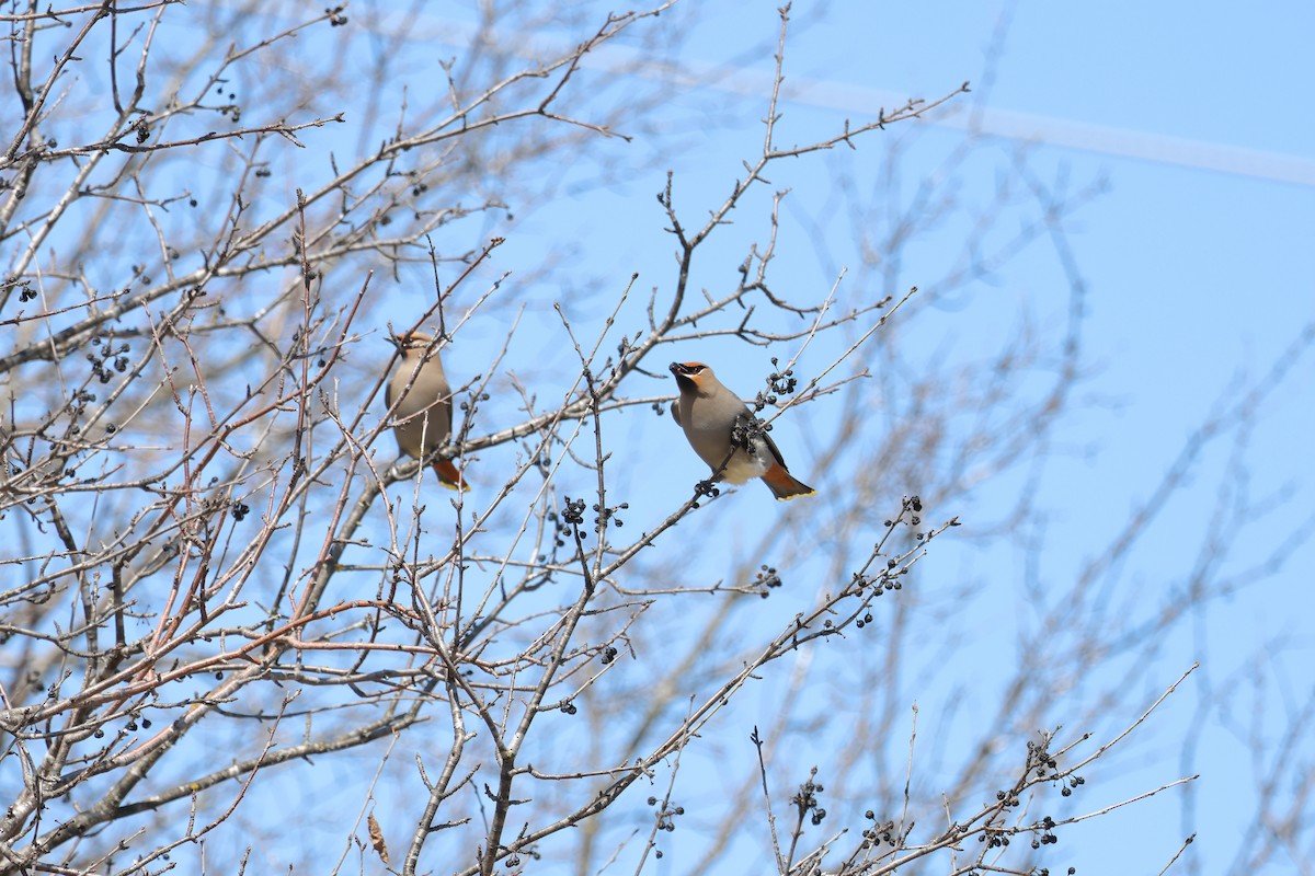 Bohemian Waxwing - ML558261631