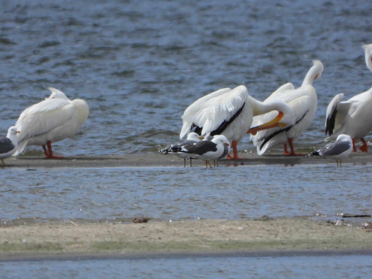 Lesser Black-backed Gull - ML558262301