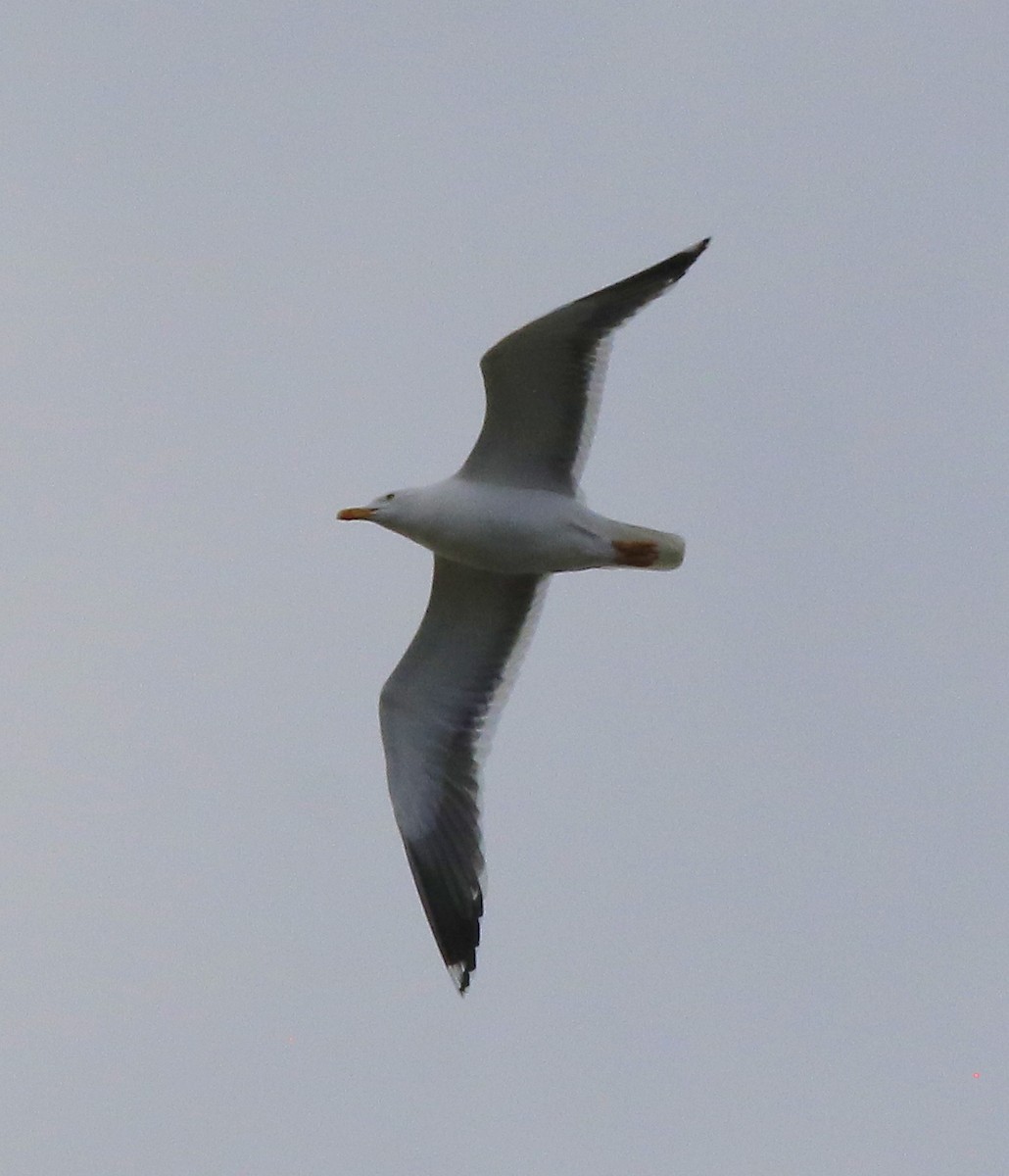 Lesser Black-backed Gull - ML558262661