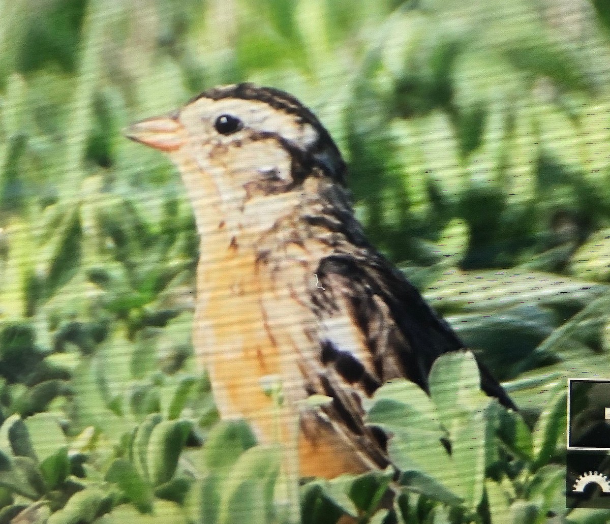 Smith's Longspur - ML558262931