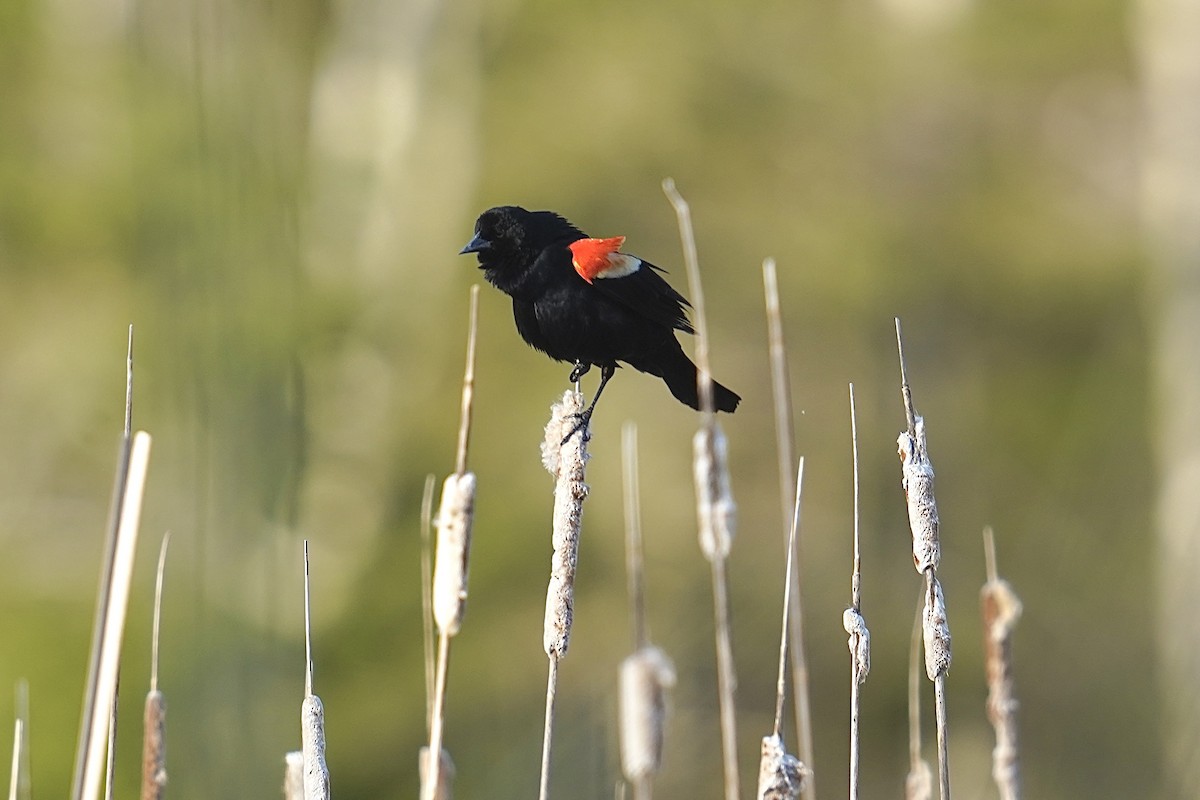 Red-winged Blackbird - ML558263241