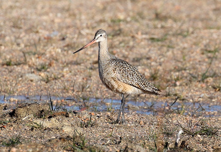 Marbled Godwit - ML55826411