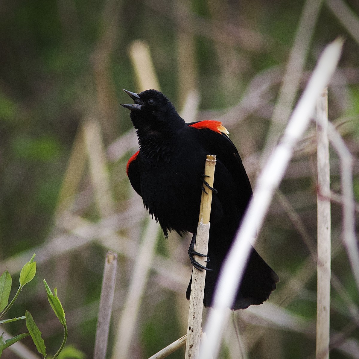 Red-winged Blackbird - ML558264161