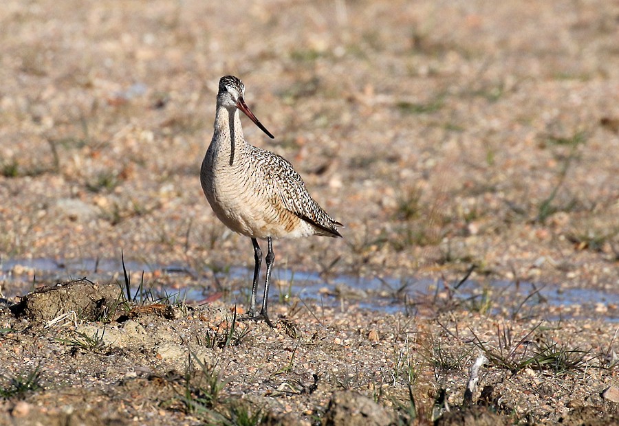 Marbled Godwit - ML55826421