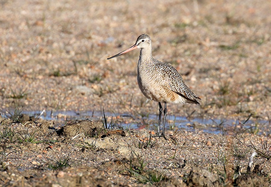Marbled Godwit - ML55826431