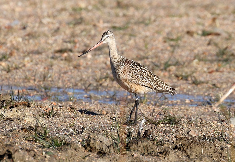 Marbled Godwit - ML55826441