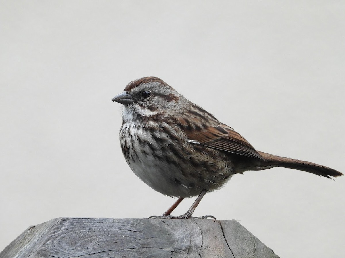 Song Sparrow - ML558265571