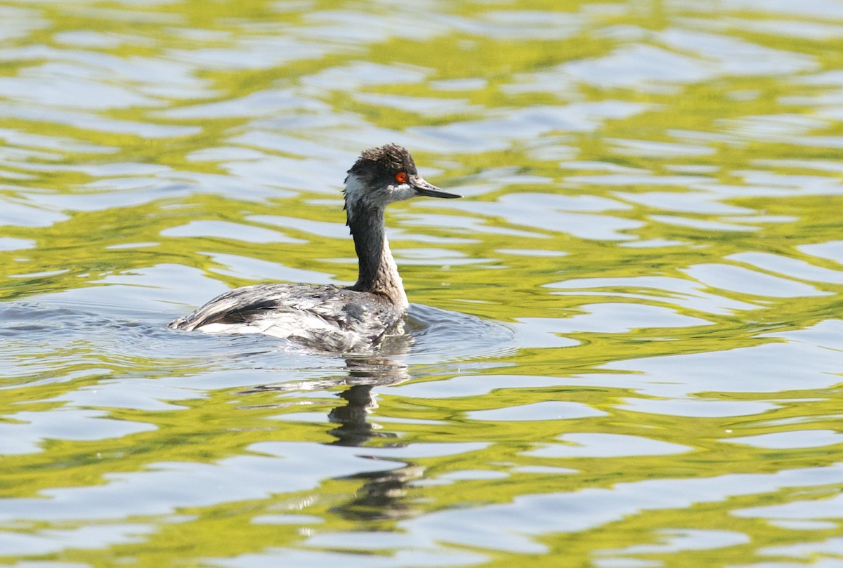 Eared Grebe - Jane Mygatt