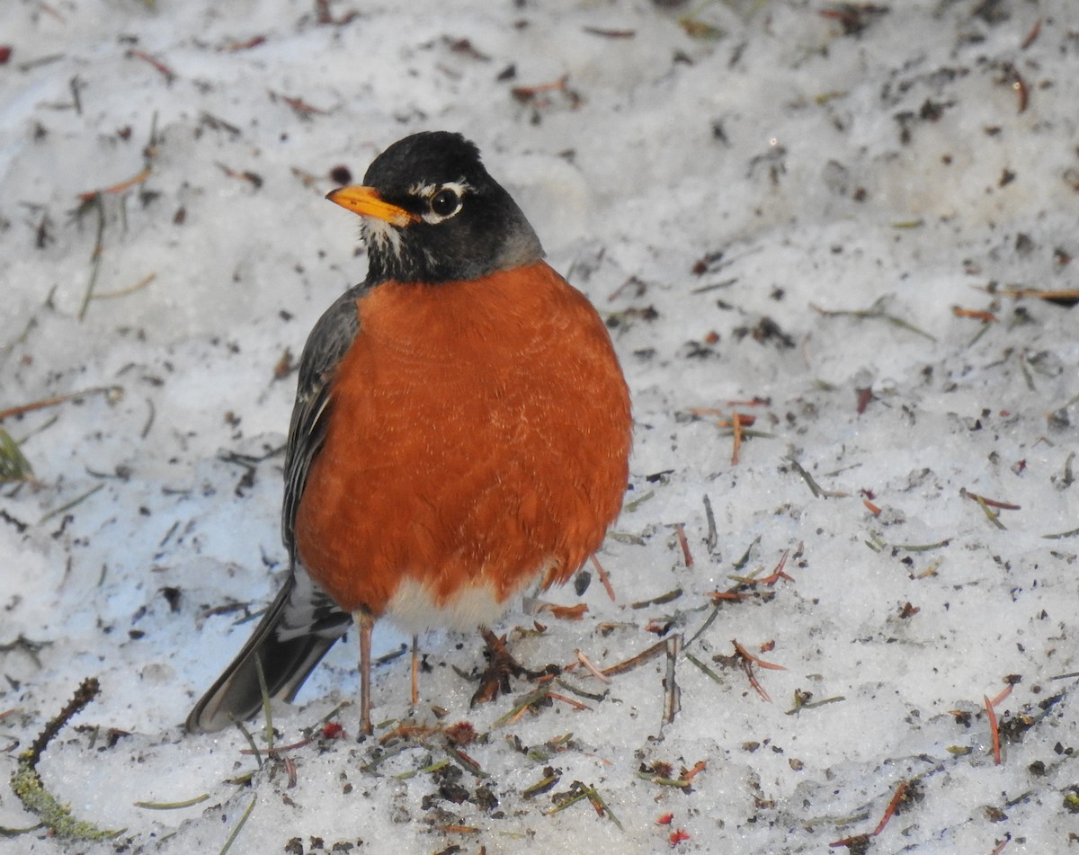 American Robin - Jules-Alex Banville