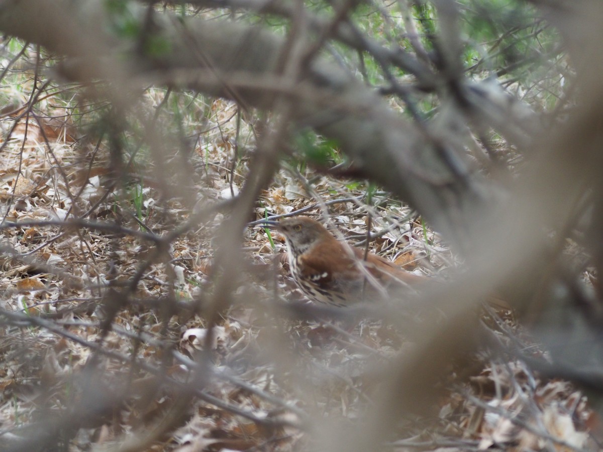 Brown Thrasher - ML558268821