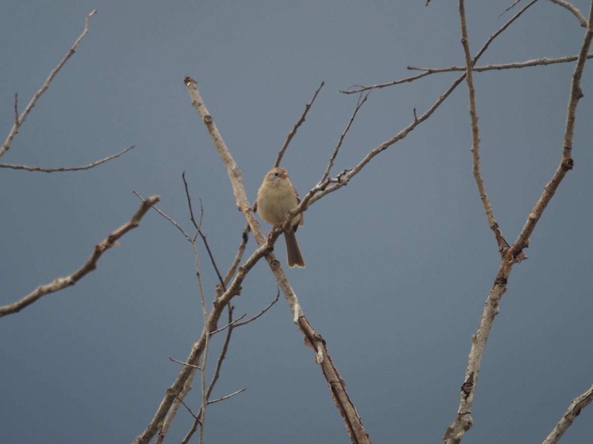 Field Sparrow - ML558269211