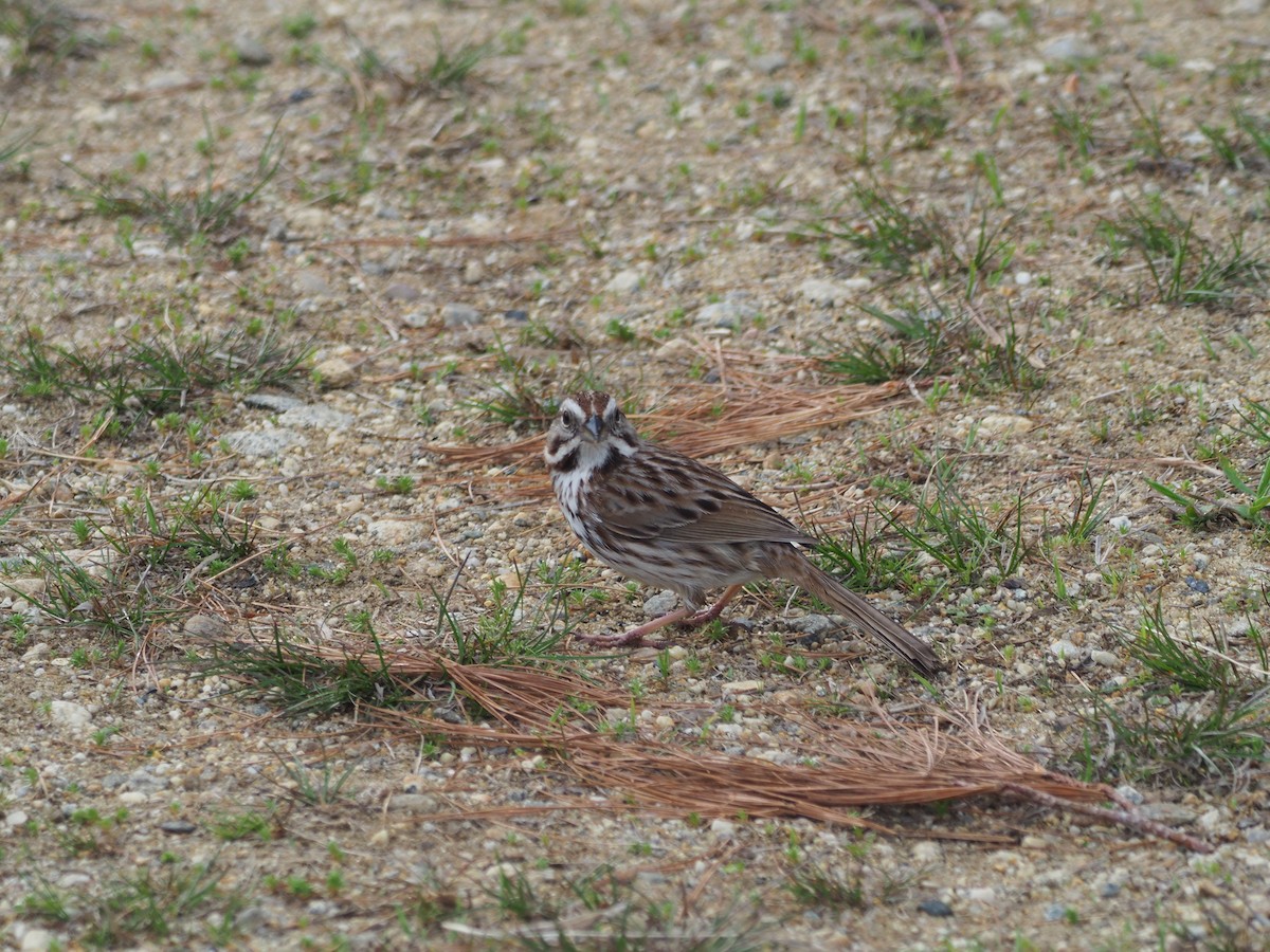 Song Sparrow - ML558269681