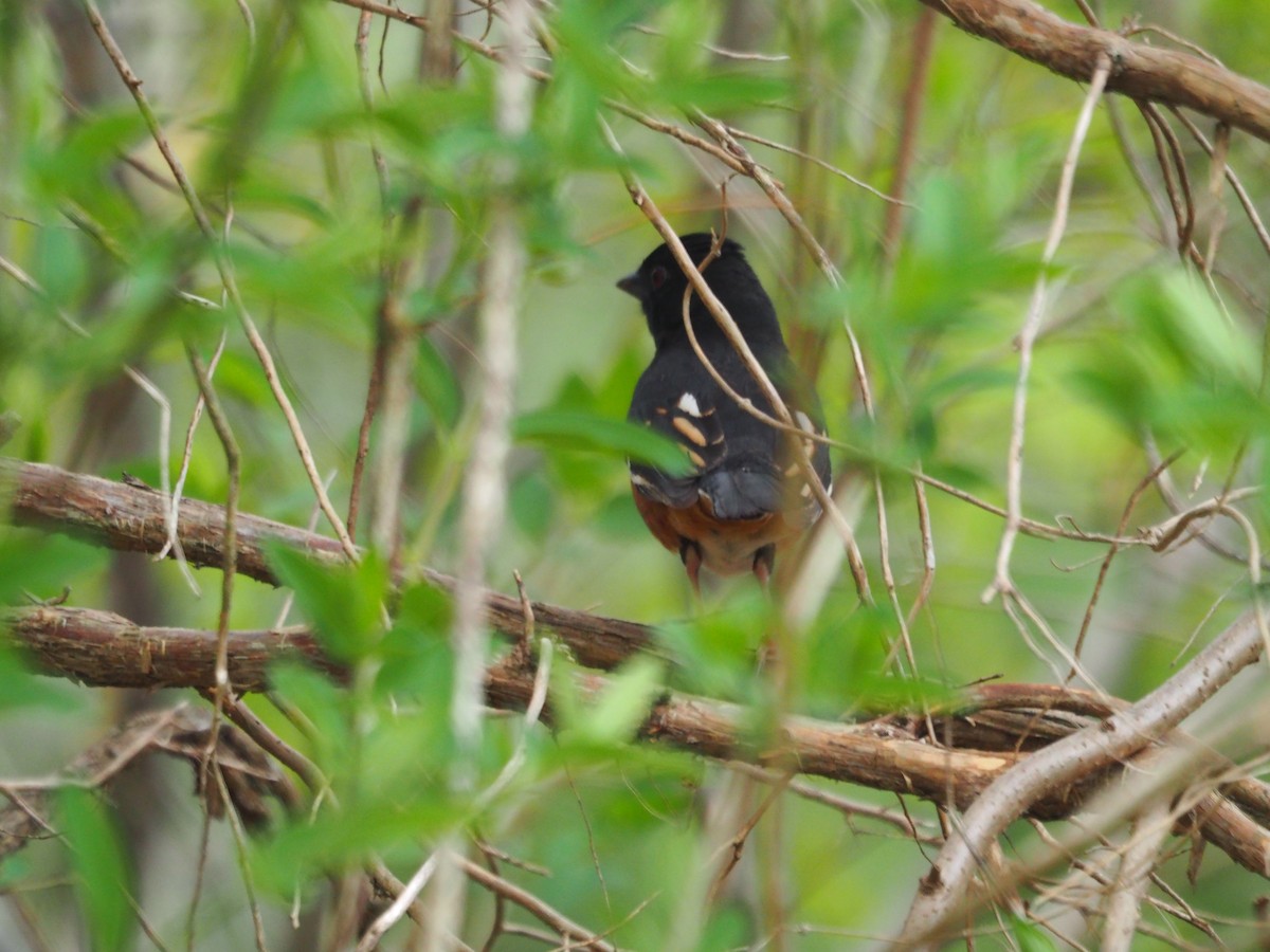 Eastern Towhee - ML558269941
