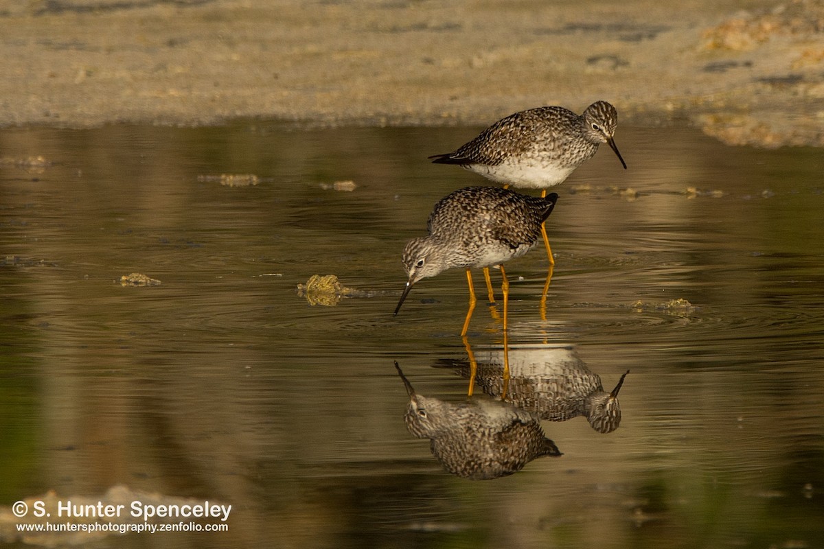 Lesser Yellowlegs - S. Hunter Spenceley