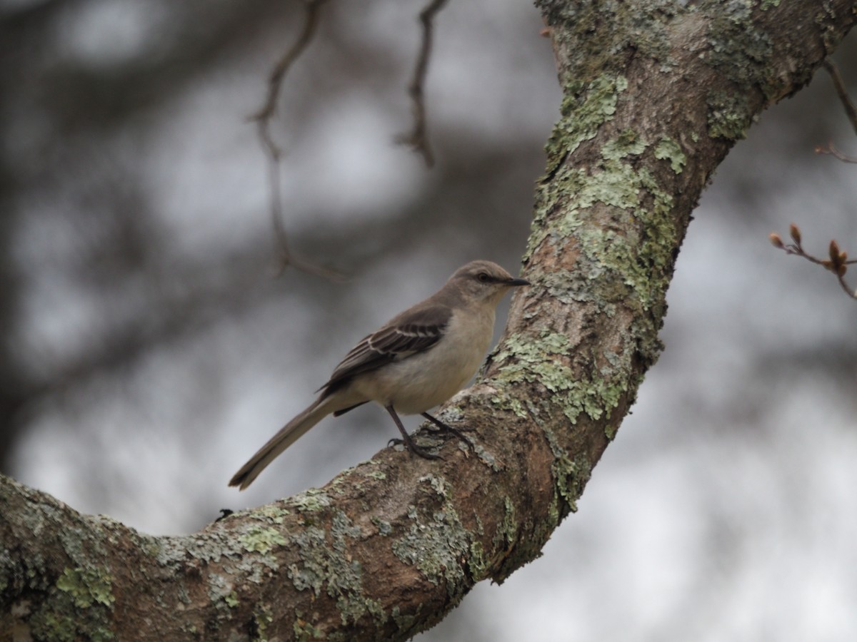 Northern Mockingbird - ML558270301