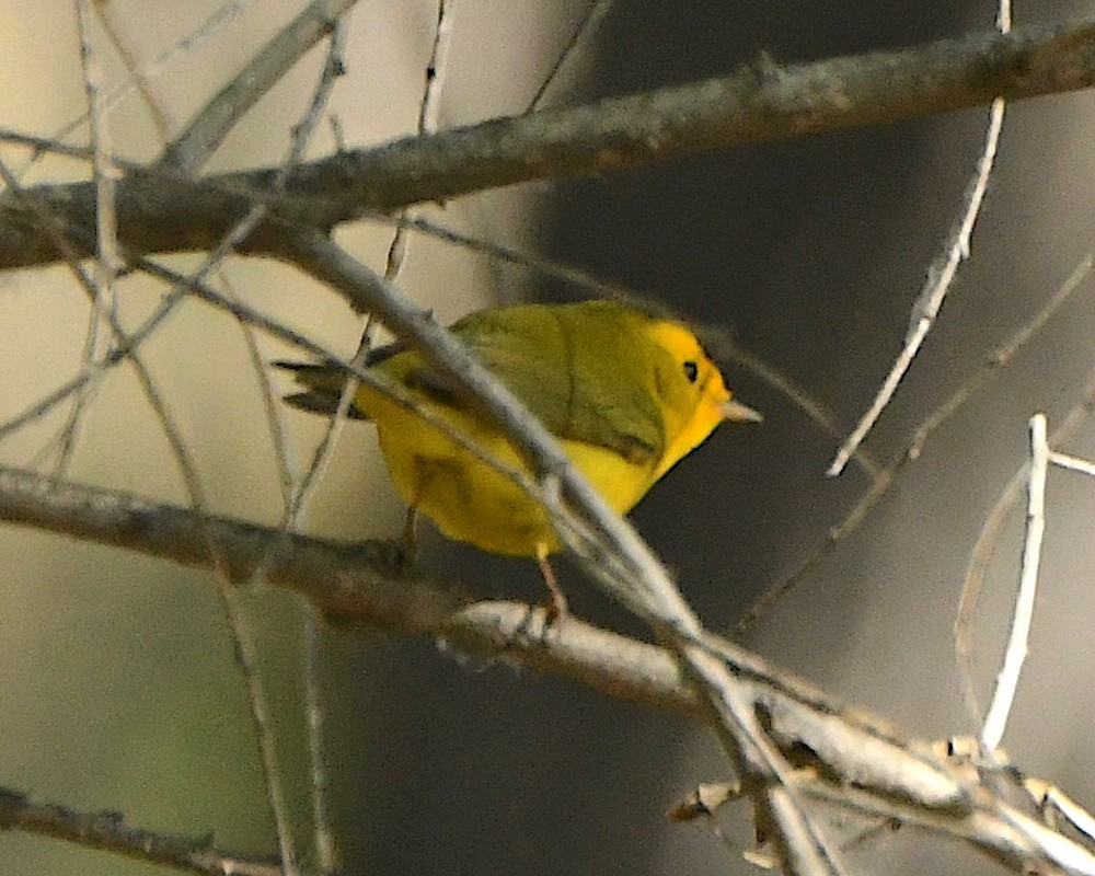 Wilson's Warbler - ML558271111