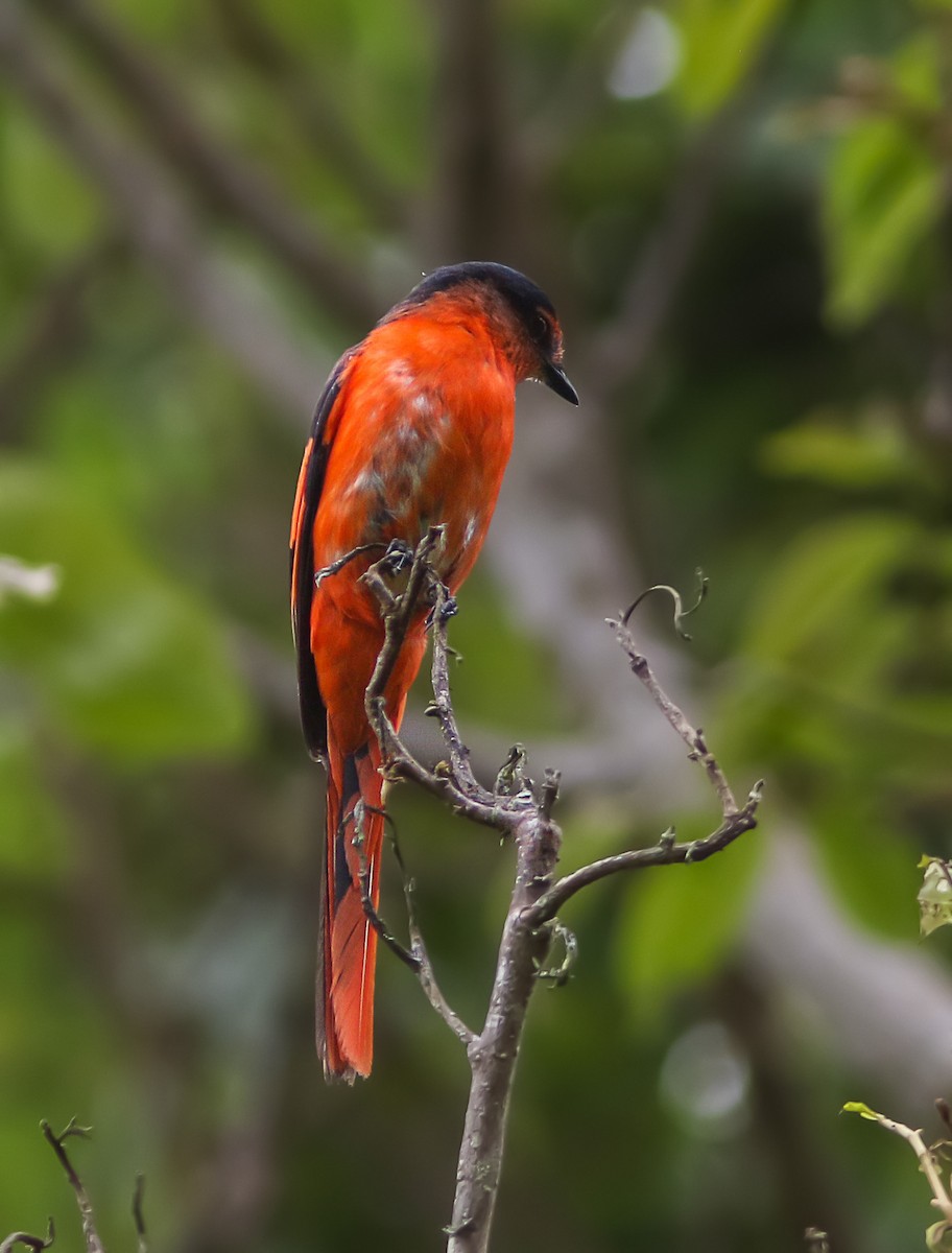 Sunda Minivet - Wade Strickland