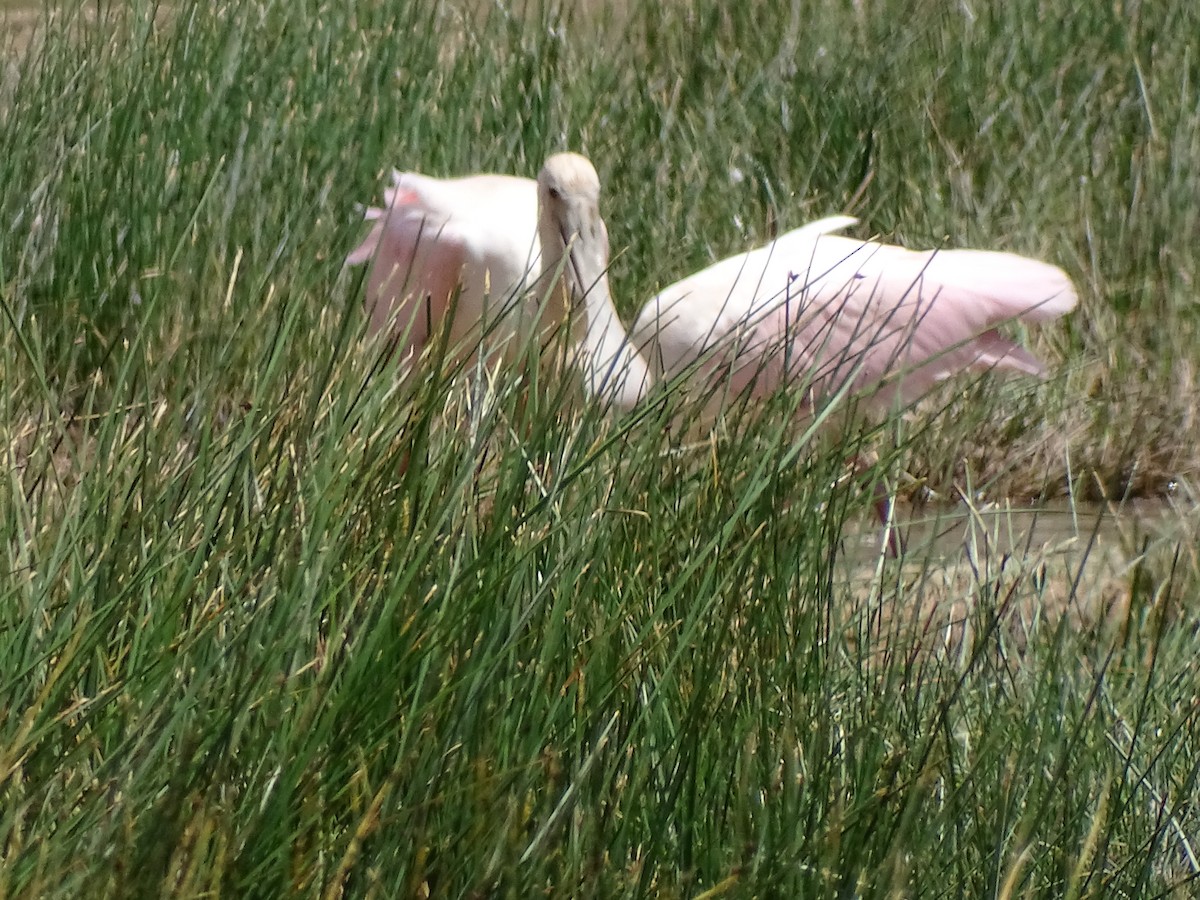 Roseate Spoonbill - ML558273151