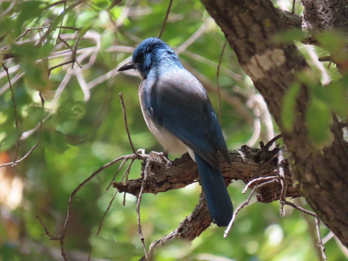 Mexican Jay - ML558273751