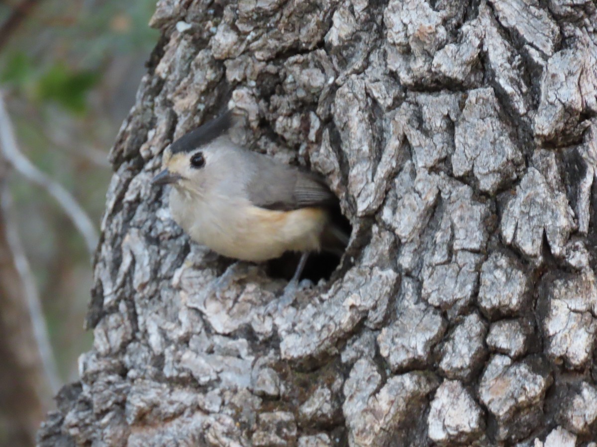 Black-crested Titmouse - Lydia Nelson