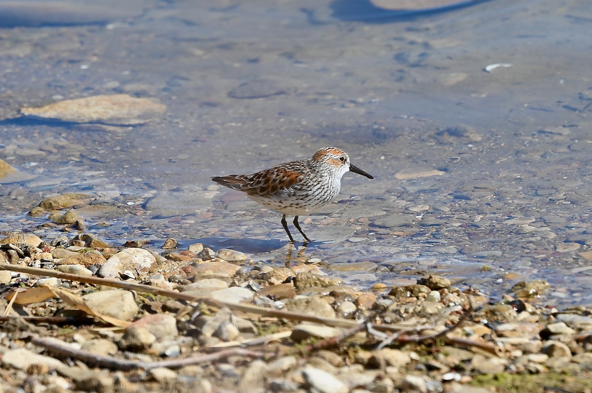 Western Sandpiper - Bill Schneider