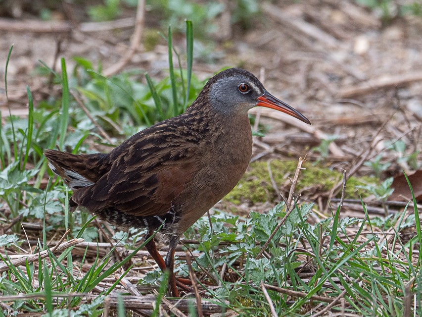 Virginia Rail - ML558277031