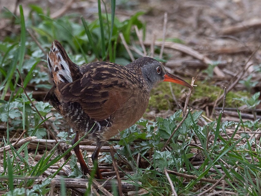 Virginia Rail - ML558277041