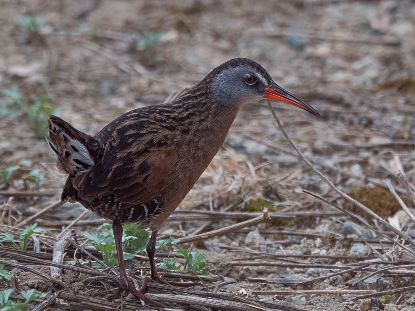 Virginia Rail - ML558277051