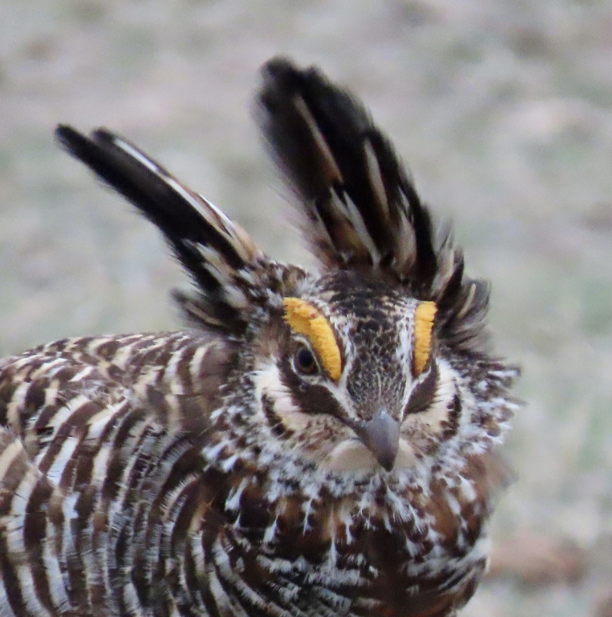 Greater Prairie-Chicken - Vickie Park