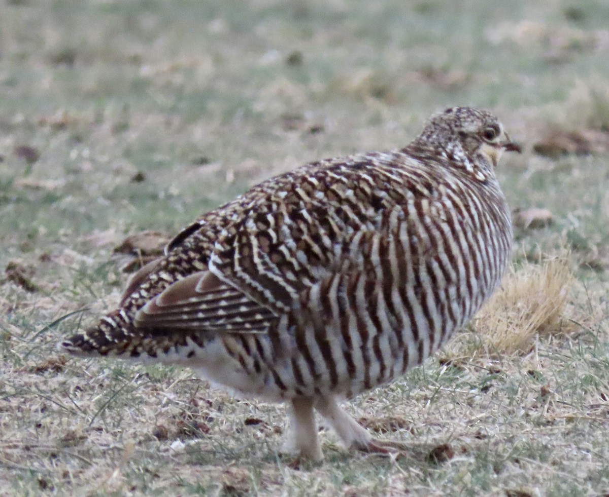 Tétras des prairies - ML558278461