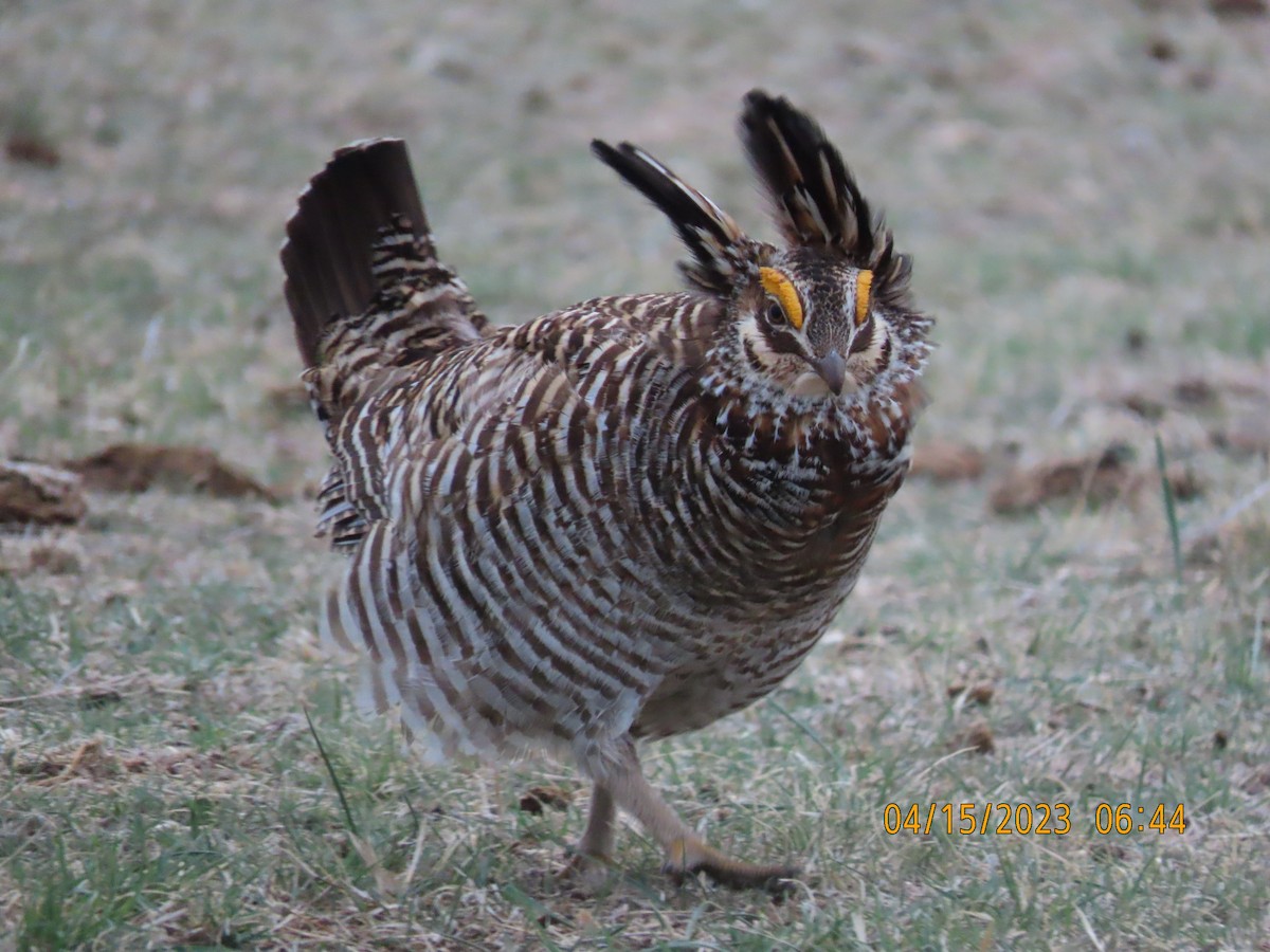 Greater Prairie-Chicken - Vickie Park