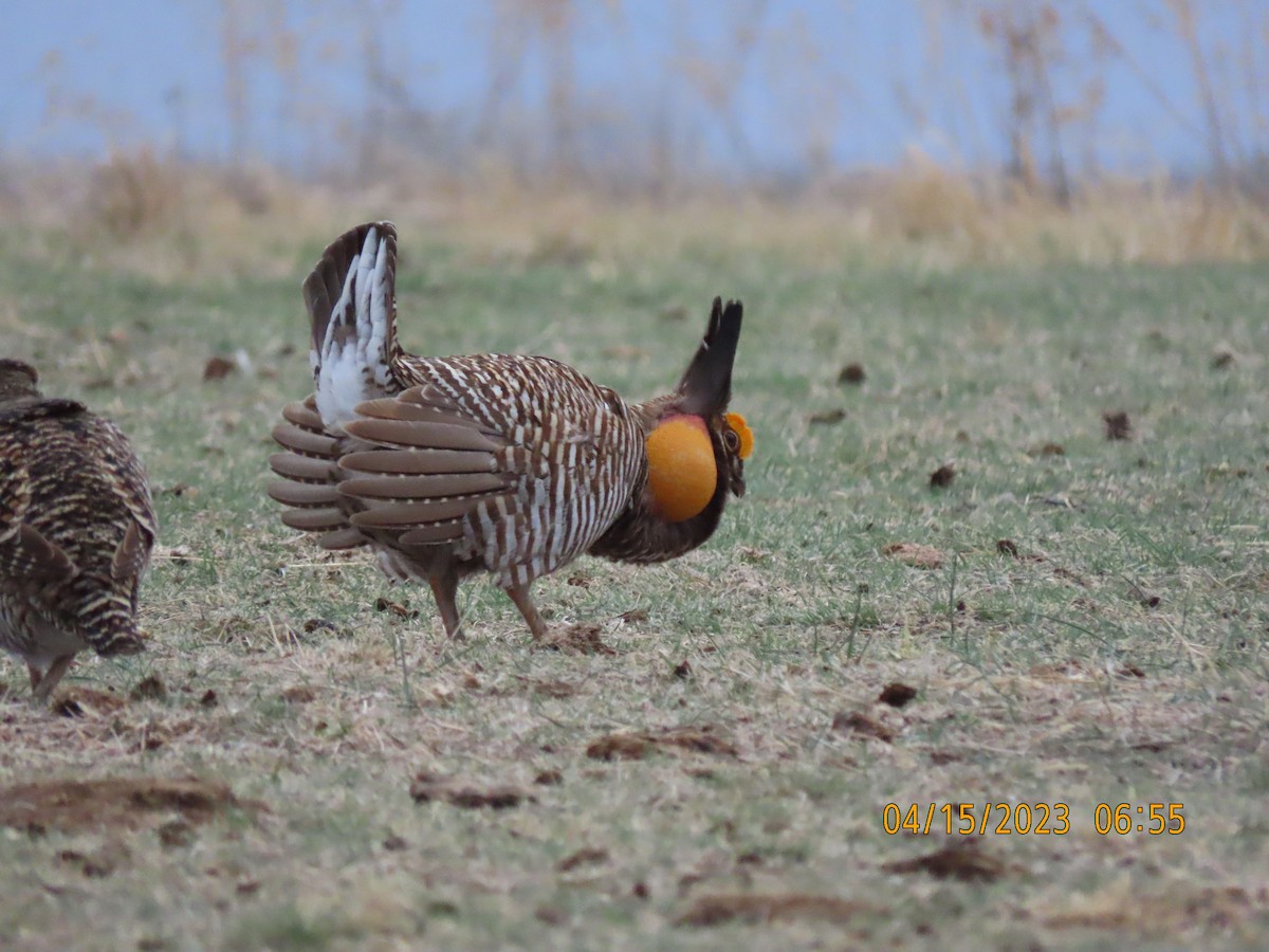 Greater Prairie-Chicken - Vickie Park