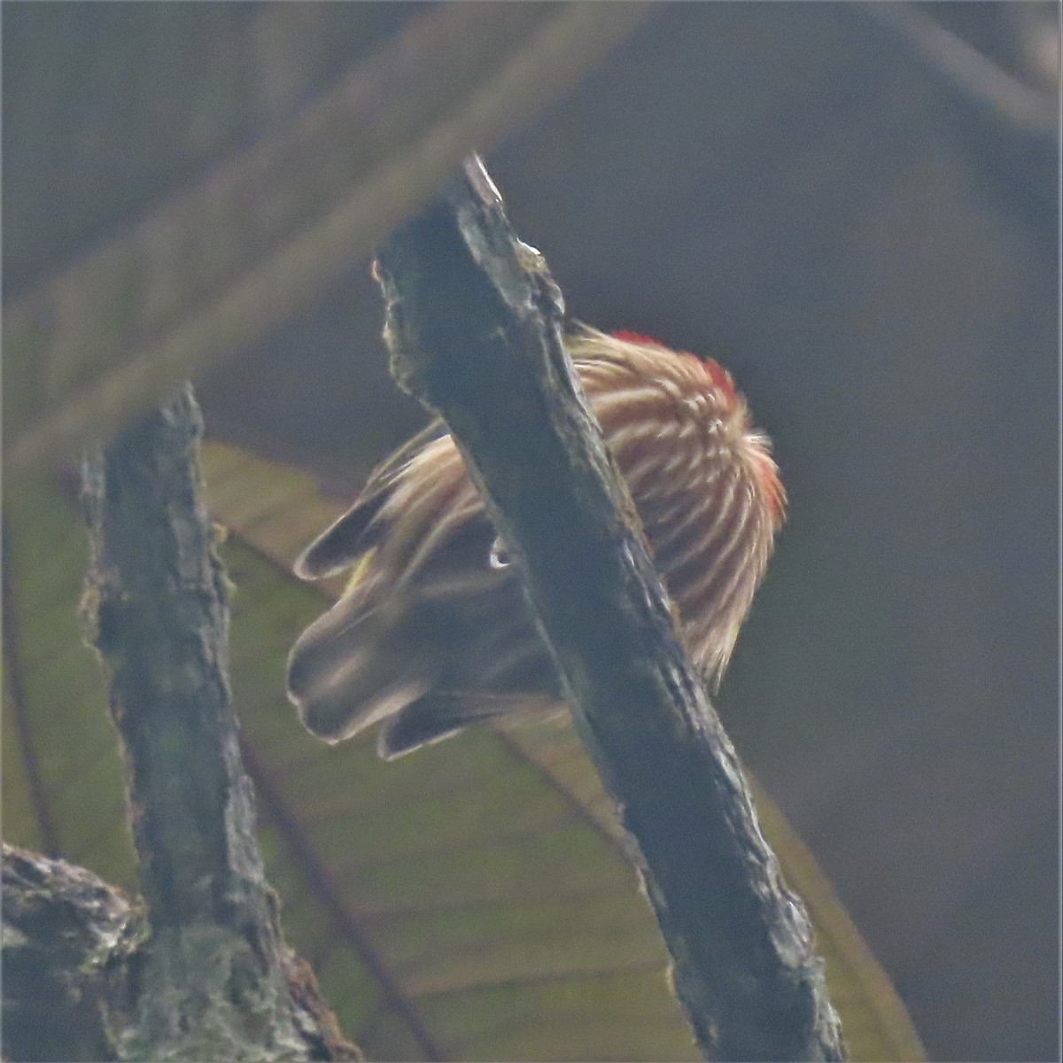 Striolated Manakin (Striolated) - ML558279461