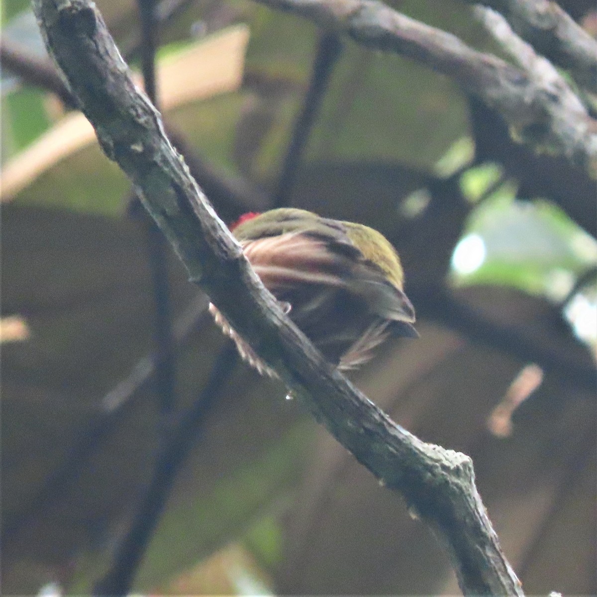 Striolated Manakin (Striolated) - ML558279671