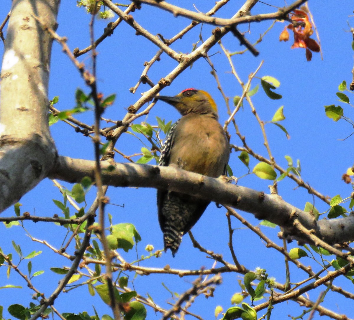 Golden-cheeked Woodpecker - ML558281191
