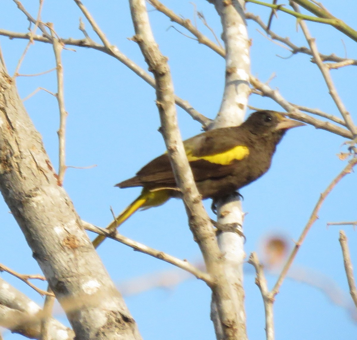 Yellow-winged Cacique - ML558281421