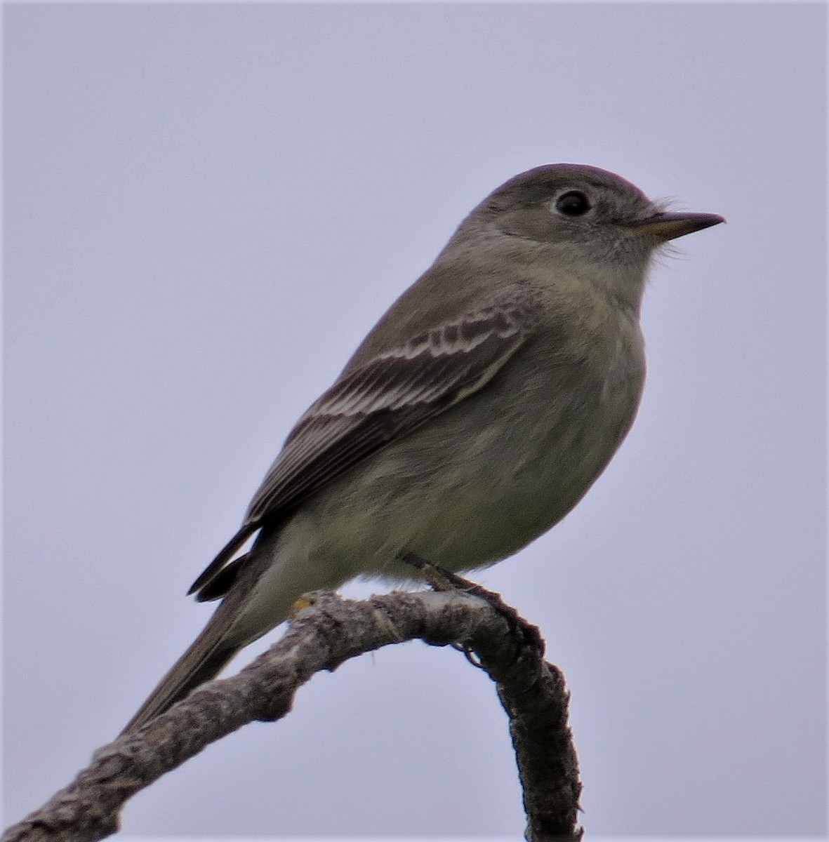 Gray Flycatcher - ML55828401