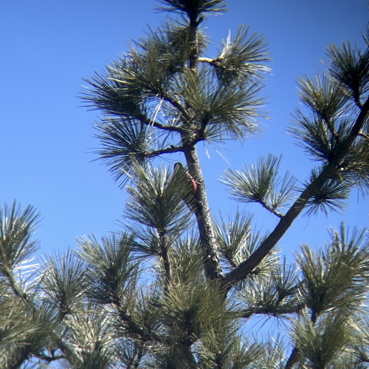 Lewis's Woodpecker - max kirsch