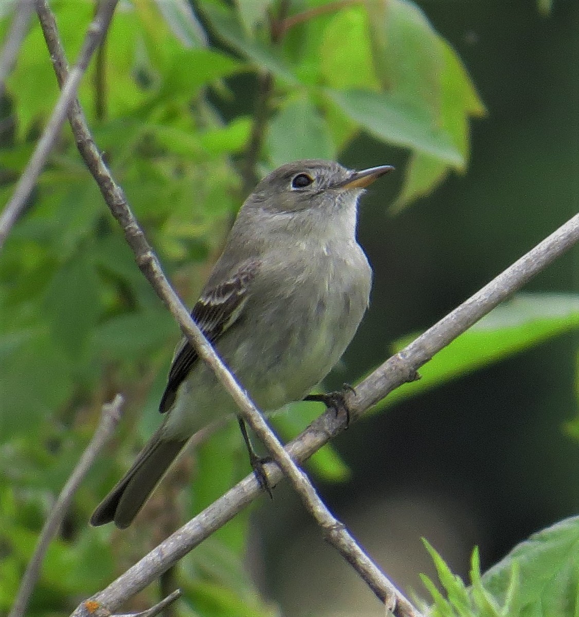 Gray Flycatcher - ML55828461