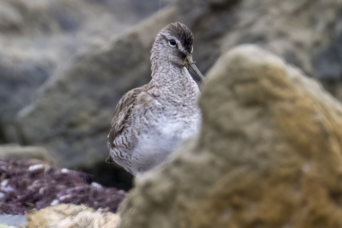 Short-billed Dowitcher - ML558284771