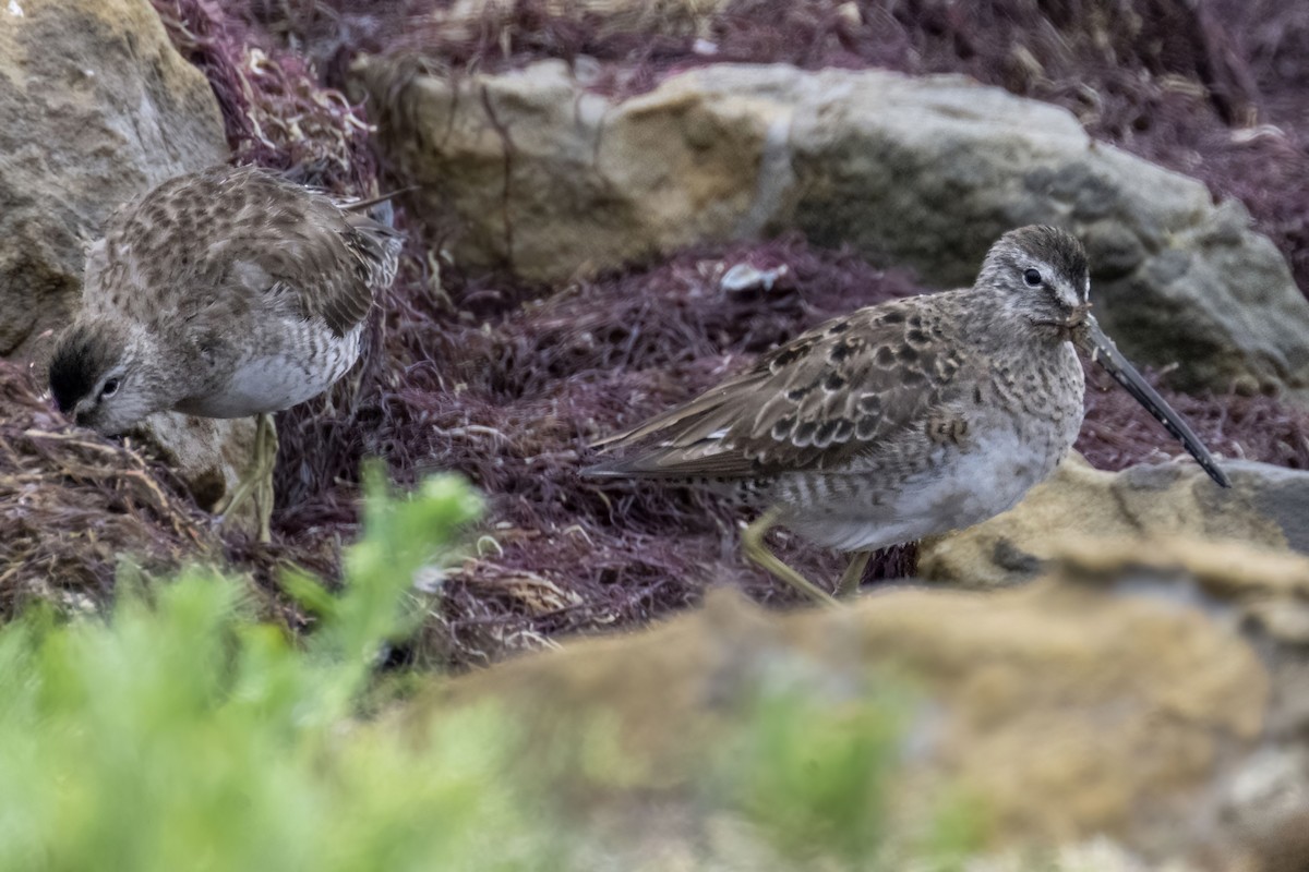 Short-billed Dowitcher - ML558284781